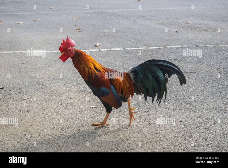 Conoce todos los secretos de Chicken Road en España: juego online y casino in Spain